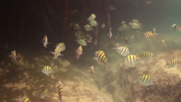 Inyecciones submarinas mientras bucea en un parque marino — Vídeos de Stock