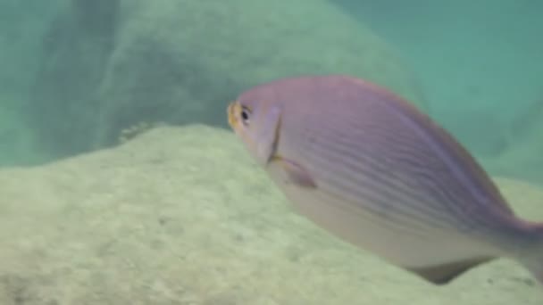 Undervattens bilder medan snorkling i en marin park — Stockvideo