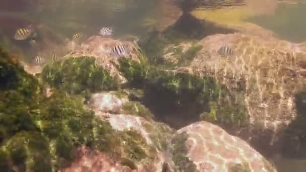 Onderwater foto's terwijl snorkelen in een marien park — Stockvideo