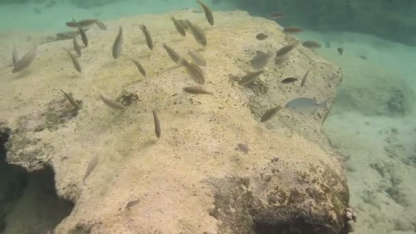 Inyecciones submarinas mientras bucea en un parque marino — Vídeos de Stock