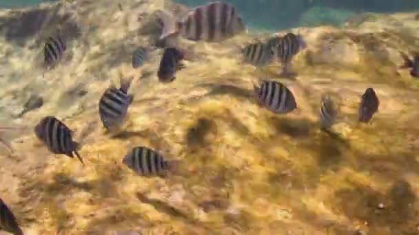 Unterwasseraufnahmen beim Schnorcheln in einem Meerespark — Stockvideo