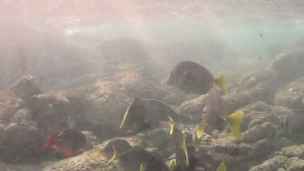 Undervattens bilder medan snorkling i en marin park — Stockvideo