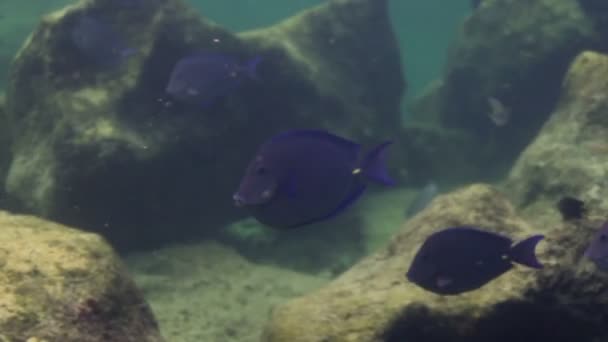Підводні постріли під час підводного плавання в морському парку — стокове відео