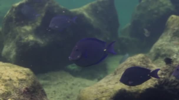 Bir deniz park içinde şnorkel yaparken sualtı çekimleri — Stok video