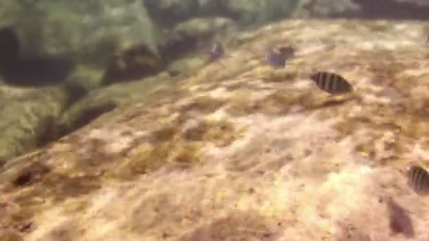 Colpi subacquei mentre fai snorkeling in un parco marino — Video Stock