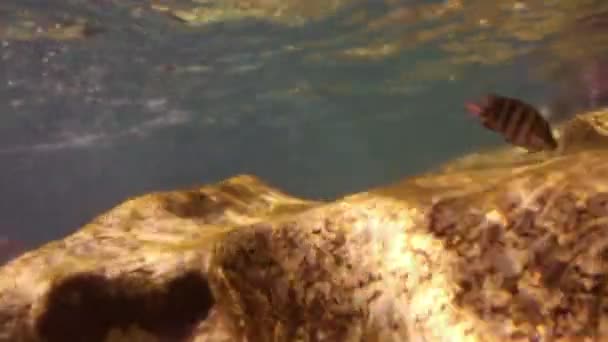 Fotos subaquáticas enquanto snorkeling em um parque marinho — Vídeo de Stock