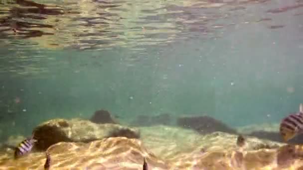 Inyecciones submarinas mientras bucea en un parque marino — Vídeo de stock