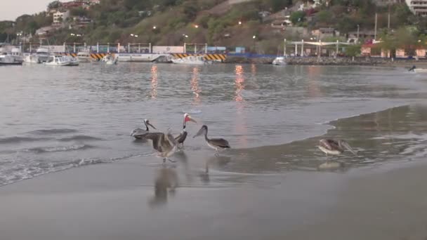 Brune pelikaner ved vandkanten ved solopgang – Stock-video