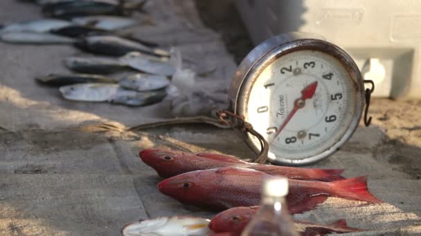 Vissers die aankomen bij dageraad in zihuatanejo met hun vangst — Stockvideo