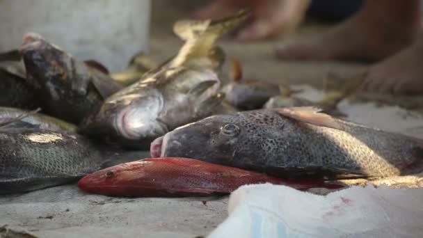 Αλιείς που φθάνουν ξημερώματα στην Λευκάδα με τα αλιεύματά τους — Αρχείο Βίντεο