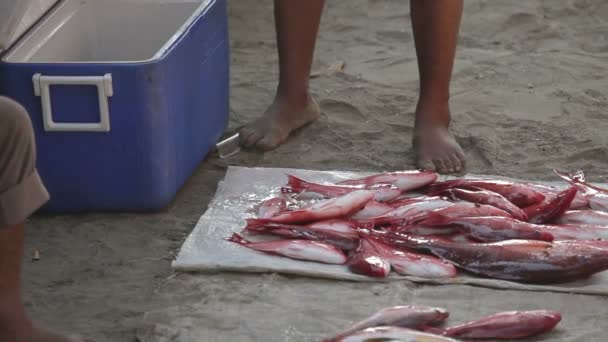Vissers die aankomen bij dageraad in zihuatanejo met hun vangst — Stockvideo