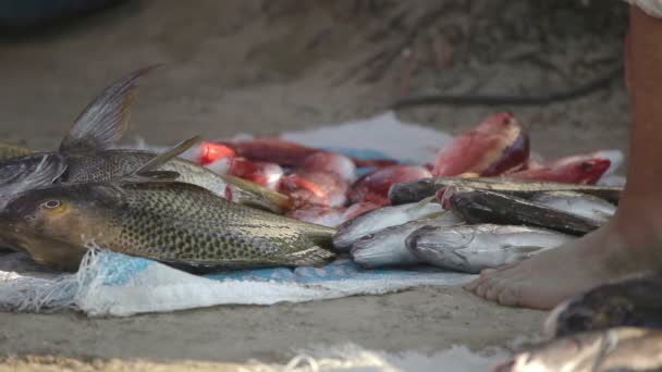 Pescatori che arrivano all'alba in zihuatanejo con le loro catture — Video Stock