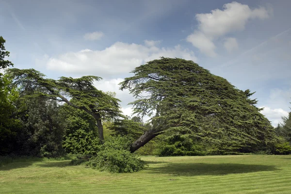 Красивое дерево — стоковое фото