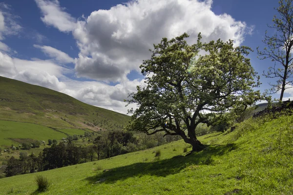 Welsh countryside in the brecon beacons — Stock Photo, Image