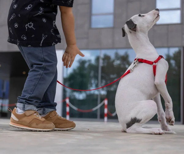 可愛いですペットwhippet子犬で都市部の設定で子供 — ストック写真