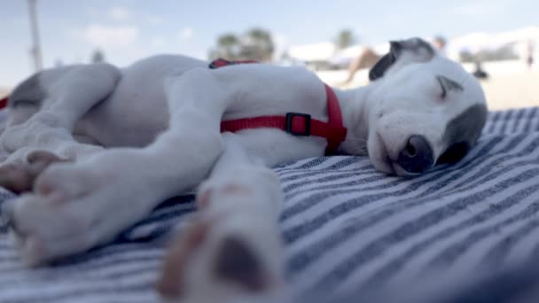 Симпатичный щенок-птенец, отдыхающий на пляже — стоковое видео