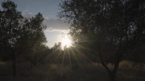 Ondergaande zon schijnt door bomen — Stockvideo