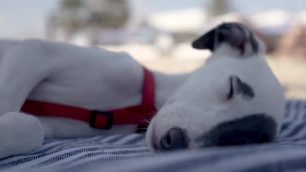 Roztomilý mazlíček whippet štěně odpočinku na pláži — Stock video