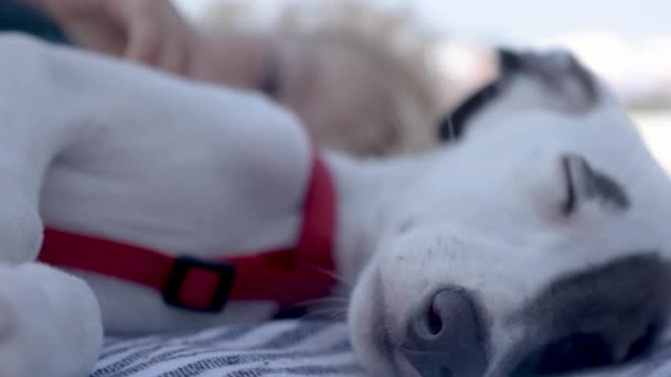 Lindo mascota whippet cachorro descansando en la playa — Vídeos de Stock