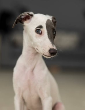 Şirin köpek yavrusu pozu