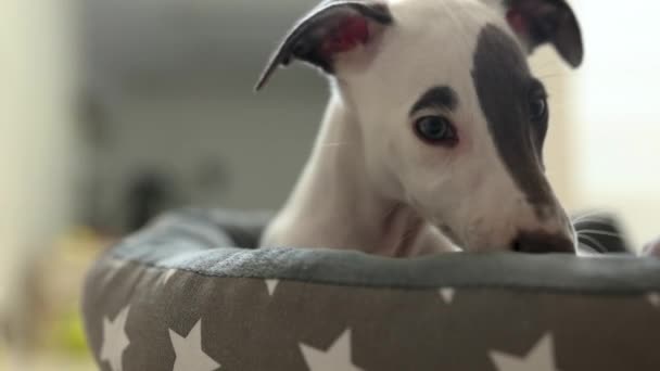 Leuke huisdier whippet puppy rusten in haar bed — Stockvideo