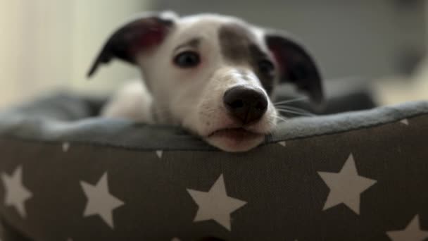 可爱的宠物狗在床上休息 — 图库视频影像