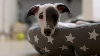 Yatağında dinlenen sevimli kırbaç köpeği.