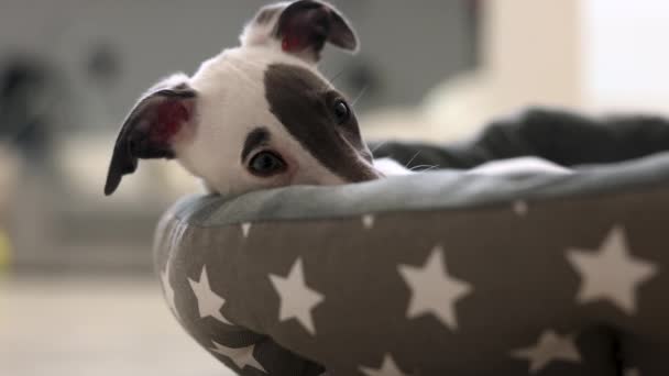 Leuke huisdier whippet puppy rusten in haar bed — Stockvideo