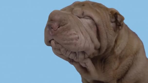 Шар-пі собака на синьому фоні — стокове відео