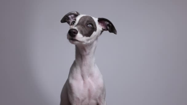 Schattig huisdier whippet puppy portret — Stockvideo