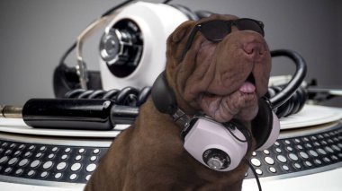 Bulldog arka plandaki turntable 'larla plak çalıyor