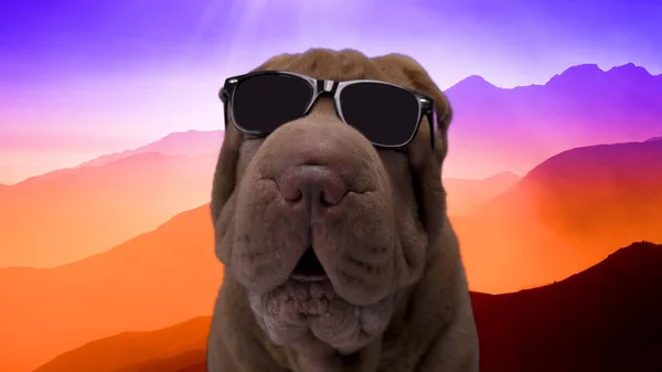 Francia bulldog, napszemüveg — Stock Fotó