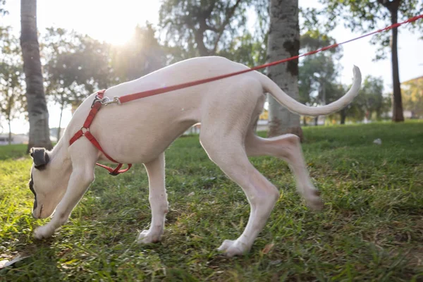 Bonito cachorro chicote de estimação em um parque — Fotografia de Stock