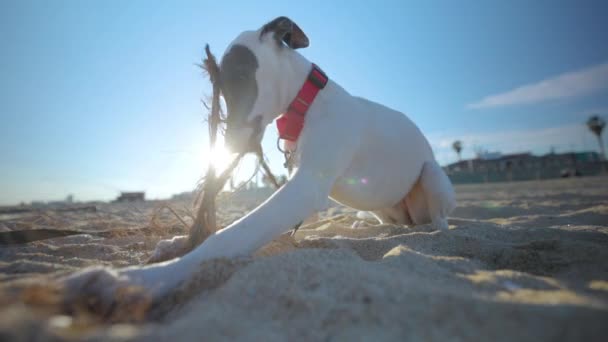 Leuke huisdier zweep puppy op het strand — Stockvideo