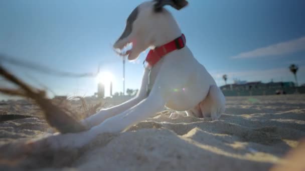 Söt sällskapsdjur piskade valp på stranden — Stockvideo