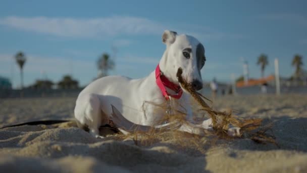 Χαριτωμένο κατοικίδιο ζώο Whippet κουτάβι στην παραλία — Αρχείο Βίντεο