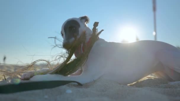 Słodkie zwierzę whippet szczeniak na plaży — Wideo stockowe