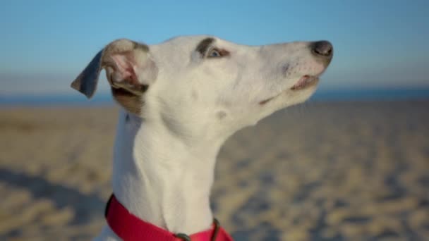 Χαριτωμένο κατοικίδιο ζώο Whippet κουτάβι στην παραλία — Αρχείο Βίντεο