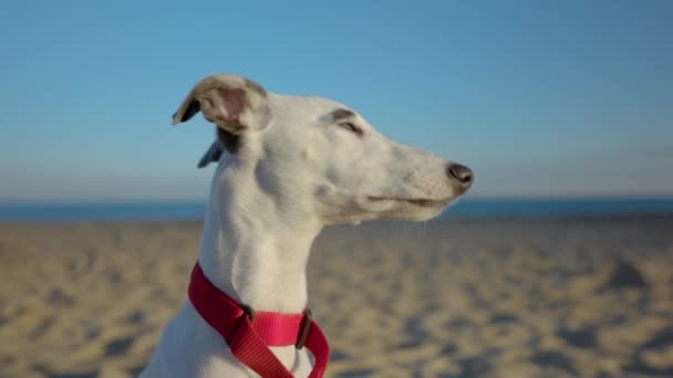Χαριτωμένο κατοικίδιο ζώο Whippet κουτάβι στην παραλία — Αρχείο Βίντεο