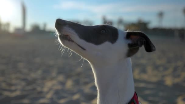 Χαριτωμένο κατοικίδιο ζώο Whippet κουτάβι στην παραλία — Αρχείο Βίντεο