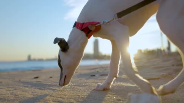 Chiot whippet animal mignon à la plage — Video
