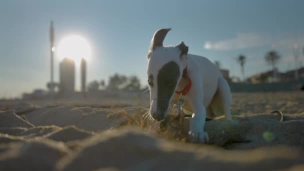 Leuke huisdier zweep puppy op het strand — Stockvideo