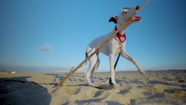 Słodkie zwierzę whippet szczeniak na plaży — Wideo stockowe