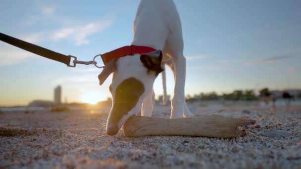 Χαριτωμένο κατοικίδιο ζώο Whippet κουτάβι στην παραλία — Αρχείο Βίντεο