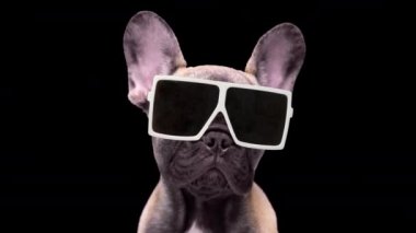 Güneş gözlüklü sevimli bir Fransız bulldog köpeği.