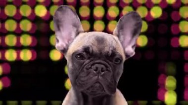 Hoparlörlü şirin bir Fransız bulldog köpeği.