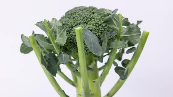 Ekologisk broccoli spinning på vitt — Stockvideo