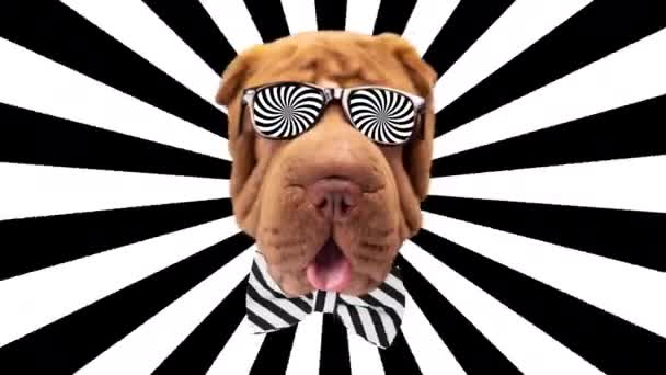 Shar pei cane con occhiali da sole trippy — Video Stock