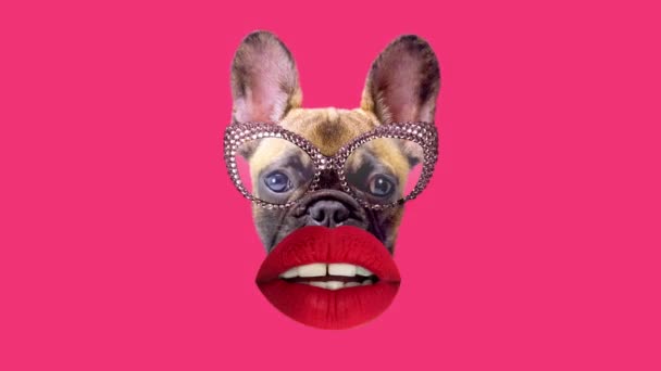 Цуценя французька бульдог собака в окулярах і червоних губах — стокове відео