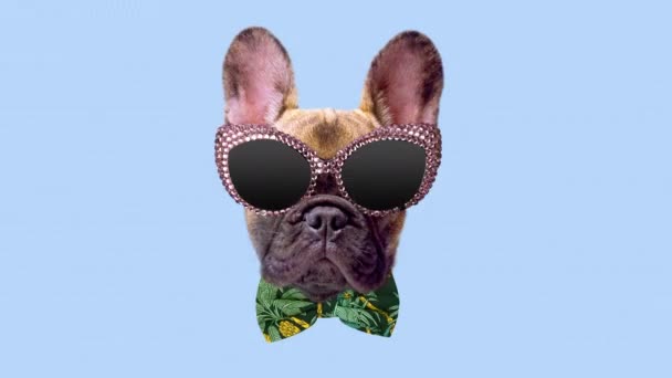 Güneş gözlüklü Fransız köpek yavrusu. — Stok video